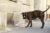 Stadt der Hunde