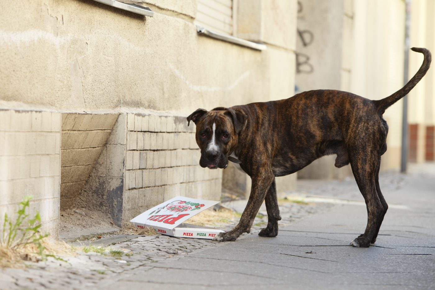 Stadt der Hunde