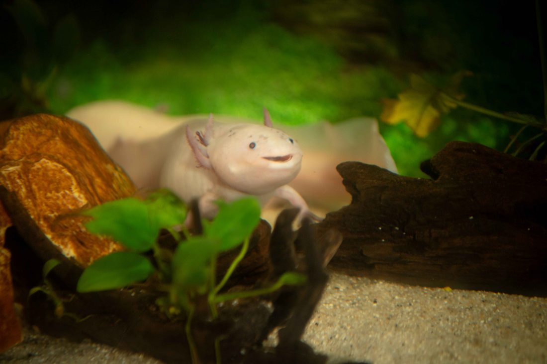 Ein Axolotl im Aquarium