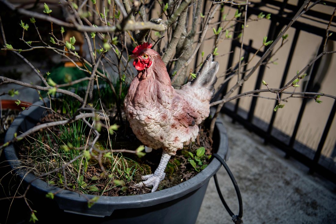 Ein unechtes Huhn draußen in einem Blumentopf mit Busch
