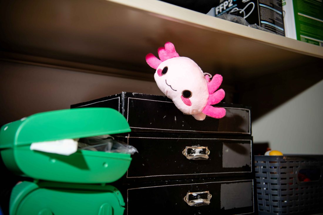 Ein Axolotl-Kuscheltier und eine grüne geöffnete Lunchbox sehen aus, als würden sie sich unterhalten