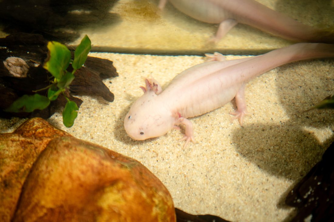 Ein Axolotl im Aquarium